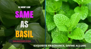 Exploring the Fragrant World: Scent Leaf vs. Basil - A Culinary Journey