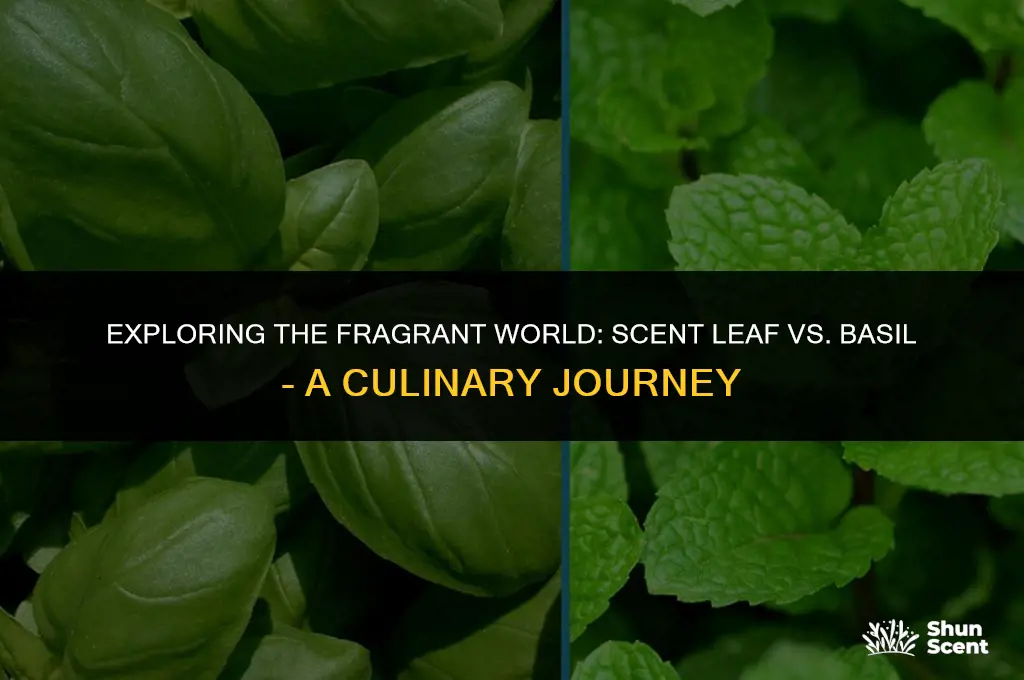 is scent leaf same as basil