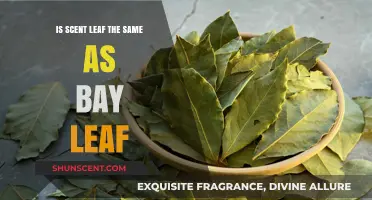 Exploring Culinary Herbs: Scent Leaf vs. Bay Leaf - A flavorful Comparison