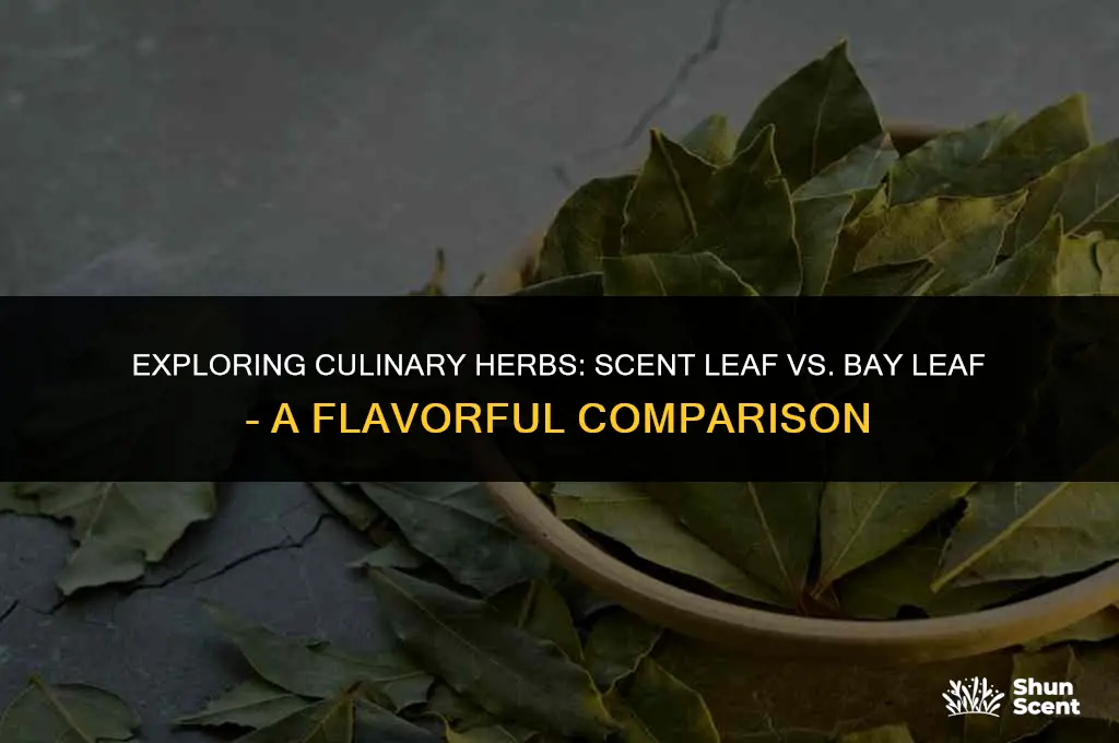 is scent leaf the same as bay leaf