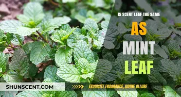 Scent Leaf vs. Mint Leaf: Unraveling the Differences and Similarities