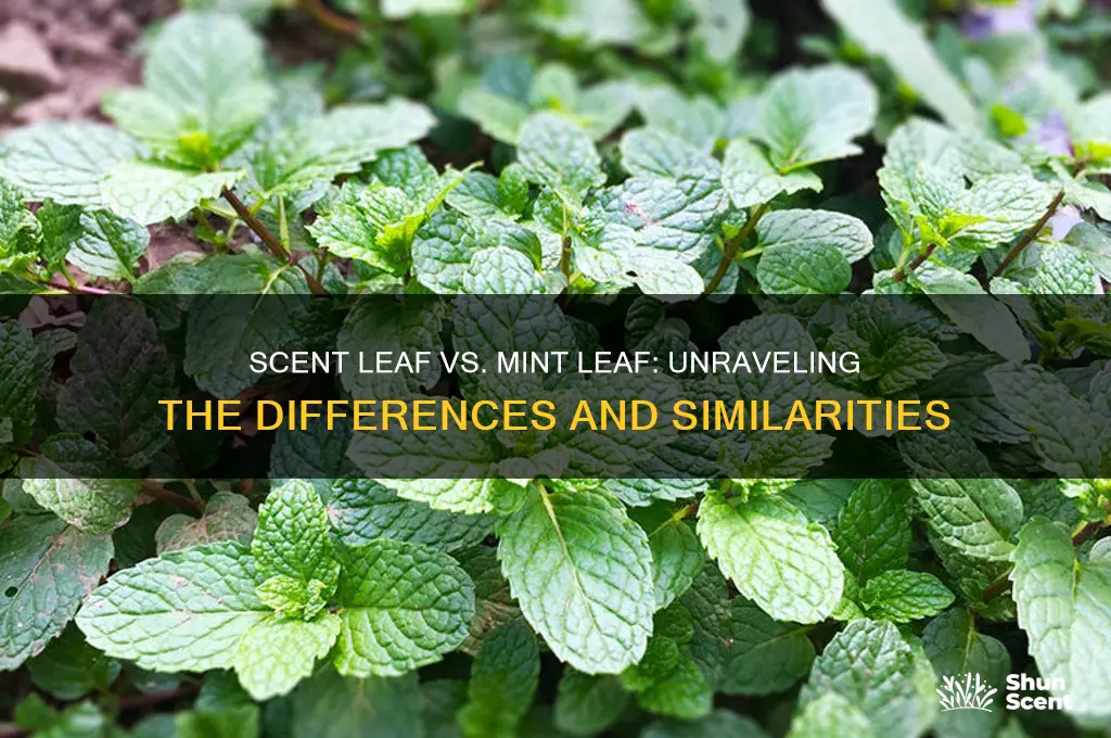 is scent leaf the same as mint leaf