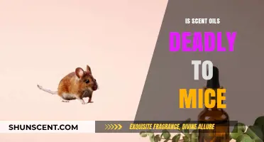 The Hidden Danger: Are Scent Oils Lethal to Mice?