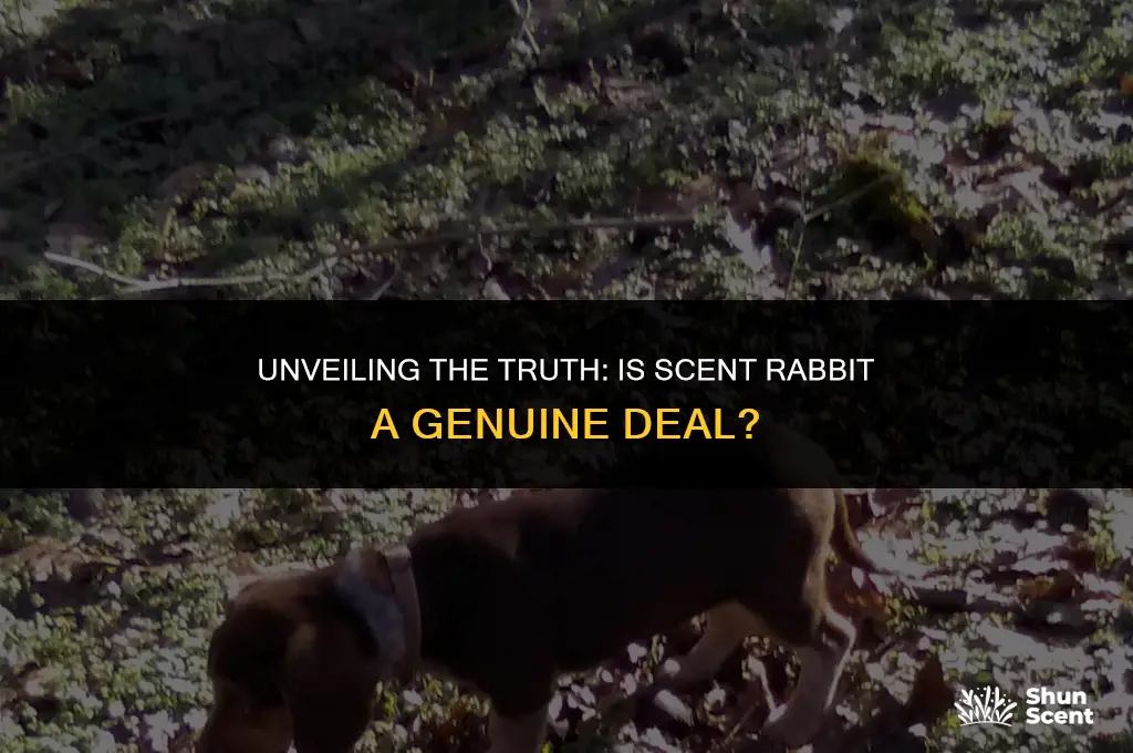 is scent rabbit legit