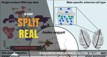 Unraveling the Mystery: Is Scent Split a Real Phenomenon?