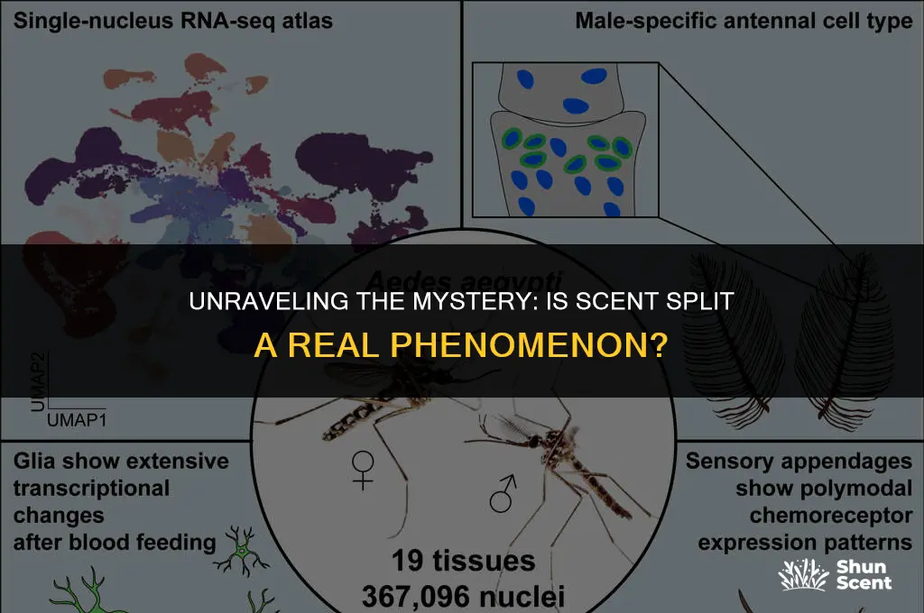 is scent split real
