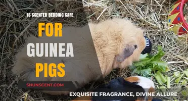 Snuggly Scents: The Truth About Scented Bedding for Guinea Pigs