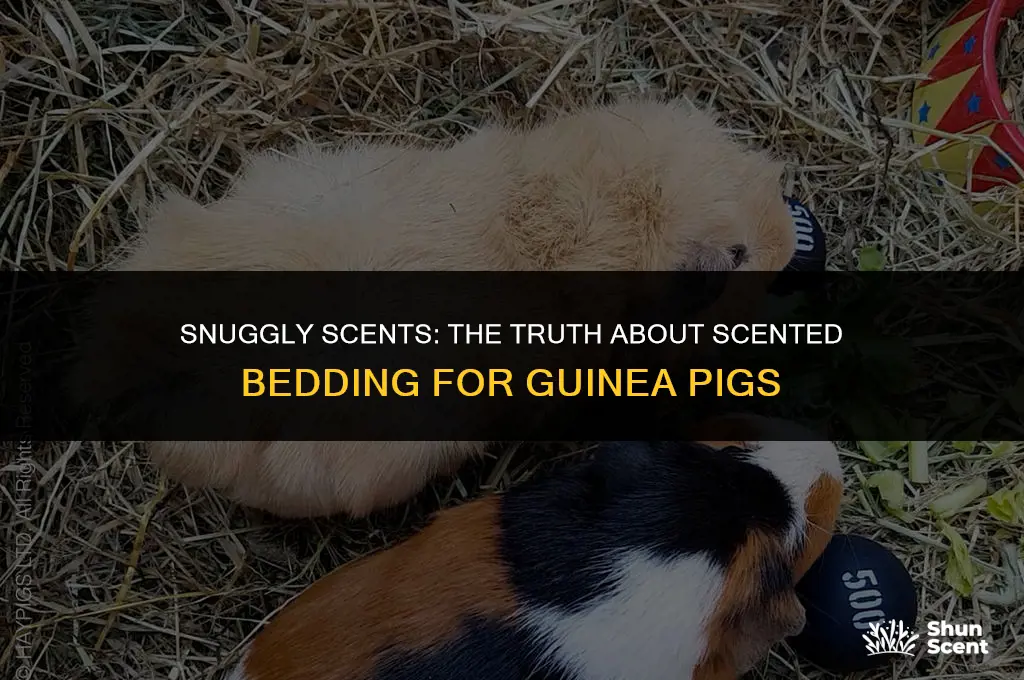 is scented bedding safe for guinea pigs