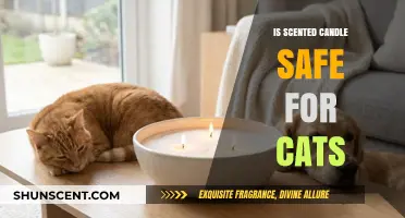 Feline-Friendly Fragrances: Are Scented Candles Safe for Cats?