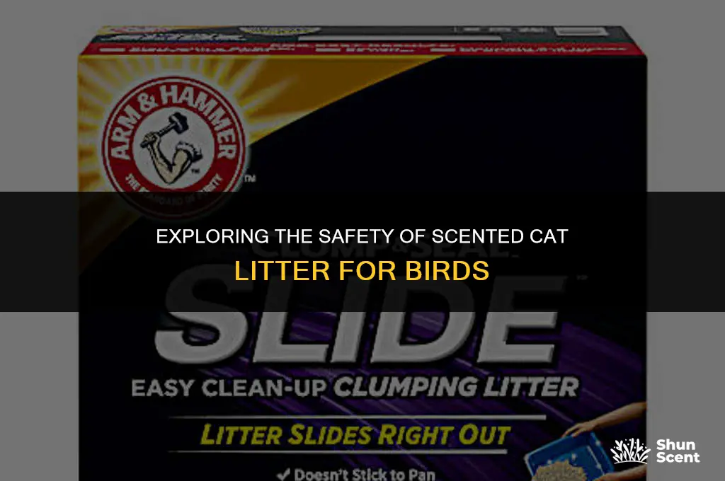 is scented cat litter safe around birds