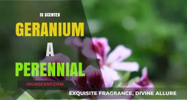 Exploring the Lifespan of Scented Geraniums: Perennial or Not?