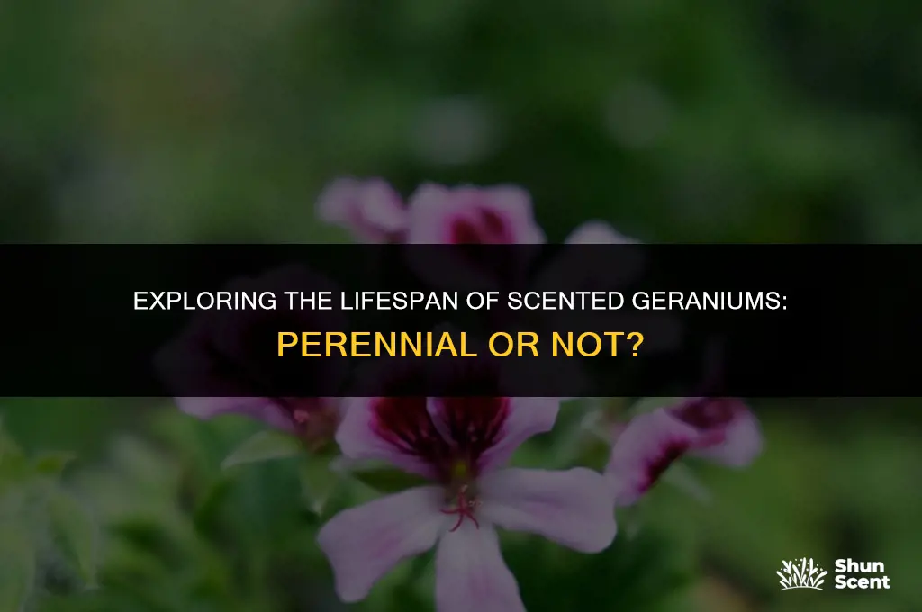 is scented geranium a perennial