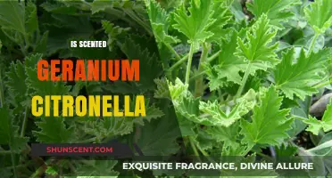 Exploring the Aromatic World: Scented Geranium Citronella