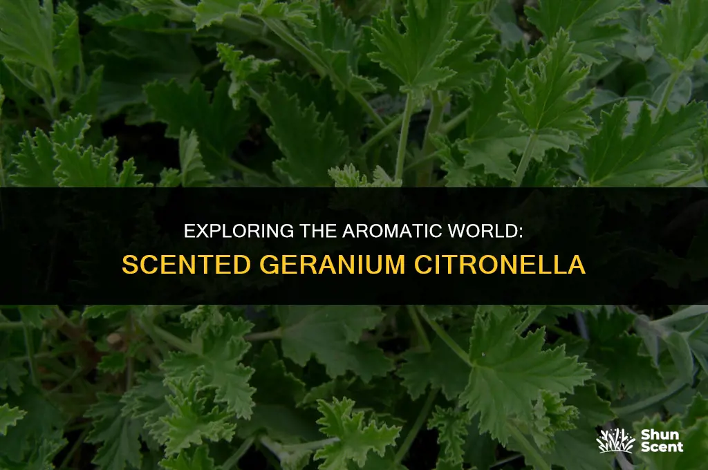 is scented geranium citronella