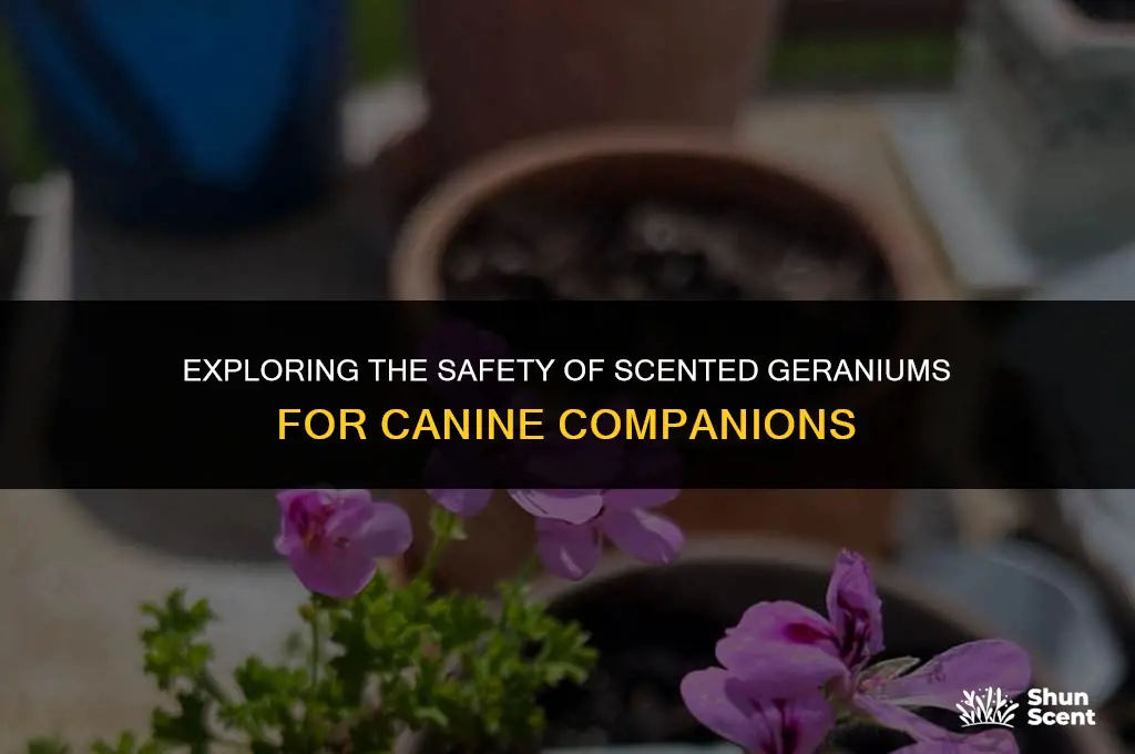 is scented geranium poisonous to dogs