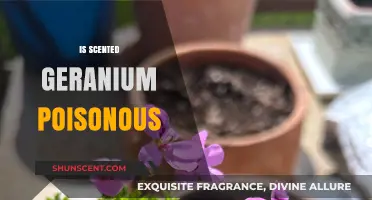 Exploring the Toxicity of Scented Geranium: A Comprehensive Guide