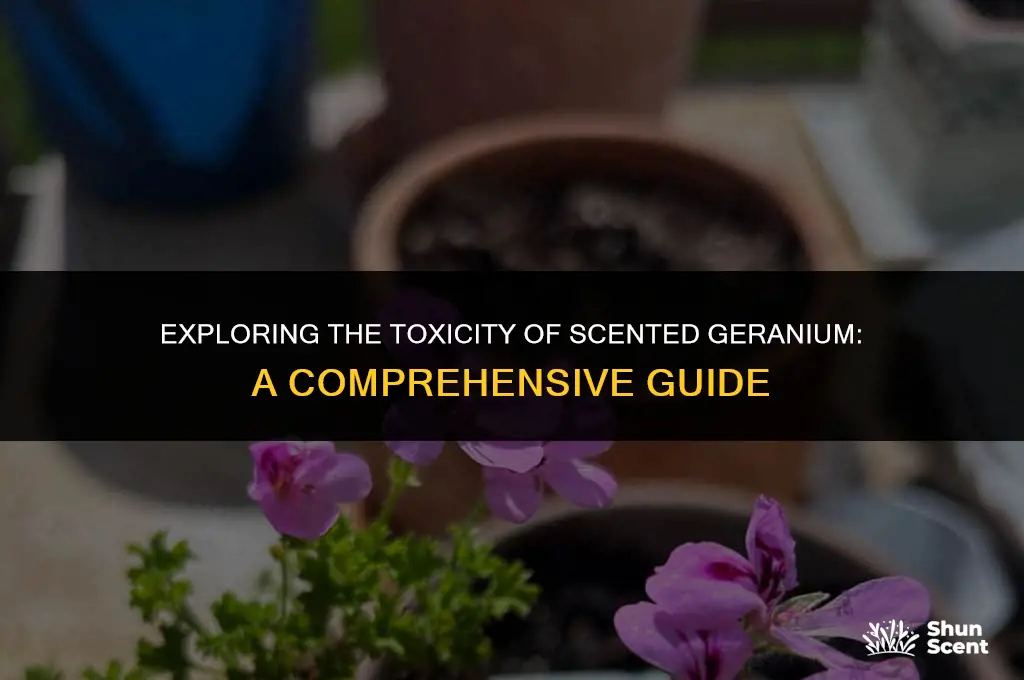 is scented geranium poisonous