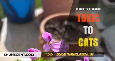Exploring the Safety of Scented Geraniums for Feline Friends
