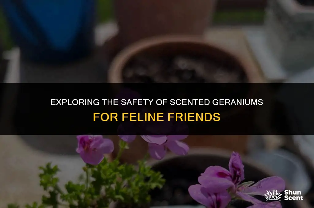 is scented geranium toxic to cats