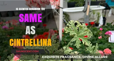 Exploring the Differences: Scented Geranium vs. Citronella