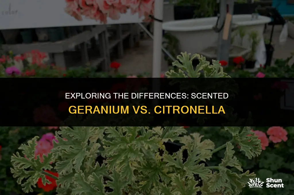 is scented geranuim the same as cintrellina