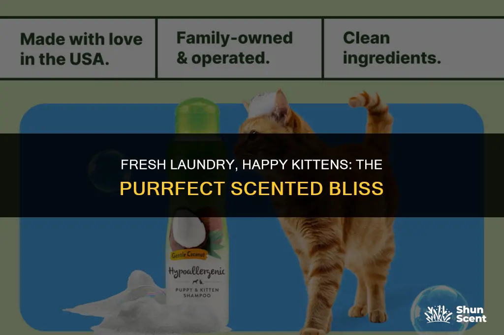 is scented laundry and kitten