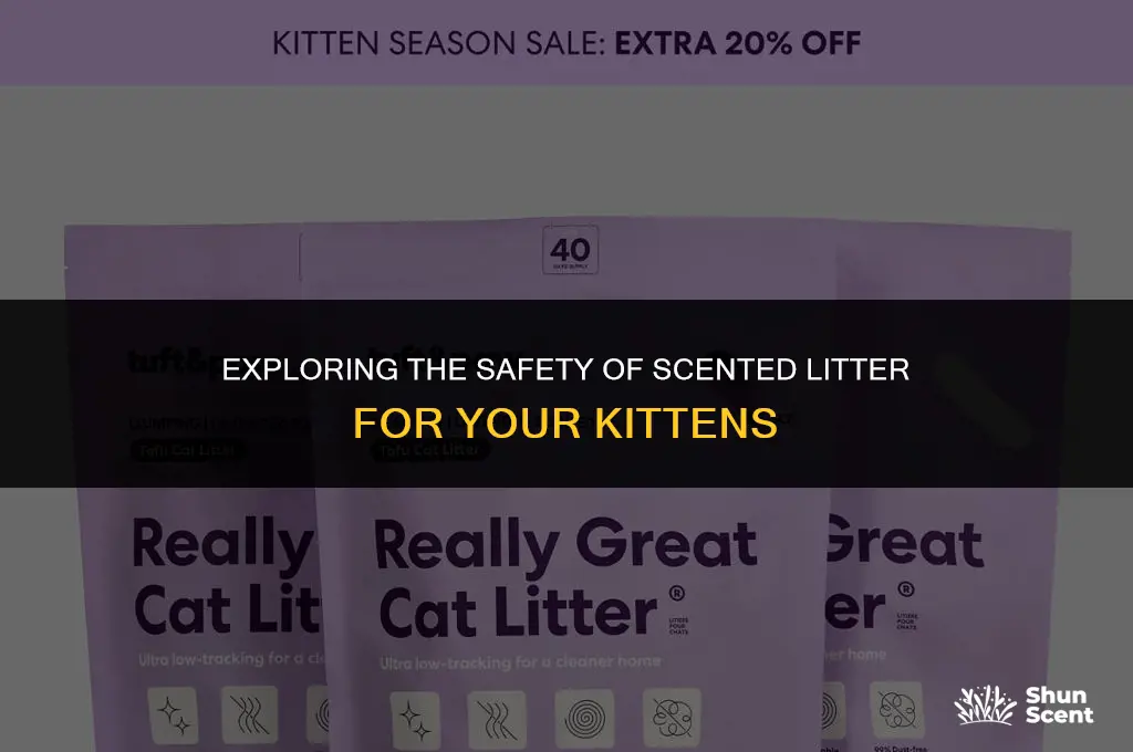 is scented litter safe for kittens