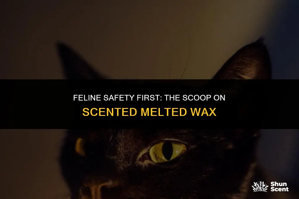 is scented melted wax safe for cats