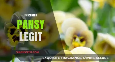 Exploring the Authenticity of Scented Pansies: A Fragrant Investigation
