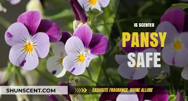 Exploring the Safety of Scented Pansies: A Comprehensive Guide