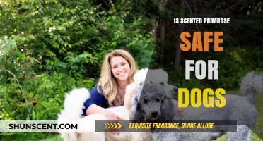 Is Scented Primrose Safe for Dogs: A Comprehensive Guide