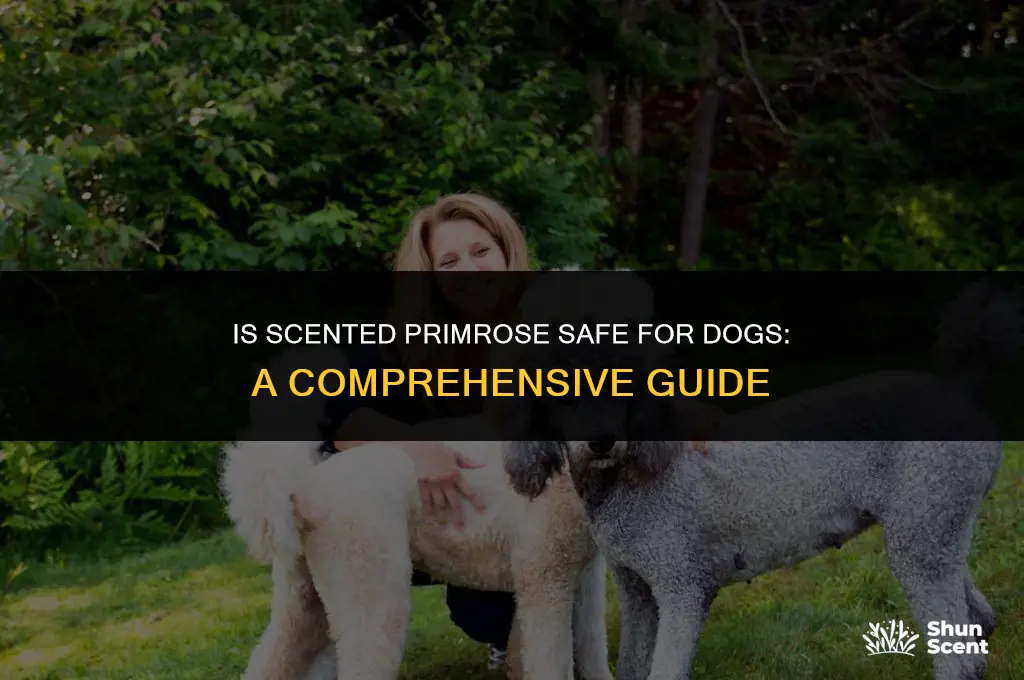 is scented primrose safe for dogs