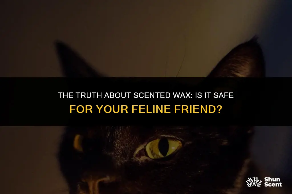 is scented wax bad for cats