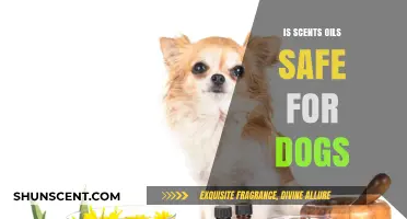 Aromatherapy for Canines: The Safety of Essential Oils for Dogs