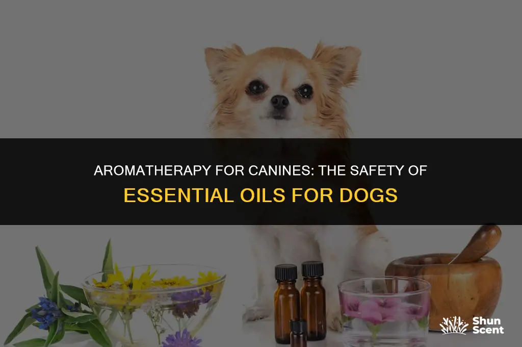 is scents oils safe for dogs