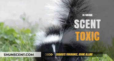 Unraveling the Myth: Is Skunk Scent Really Toxic?