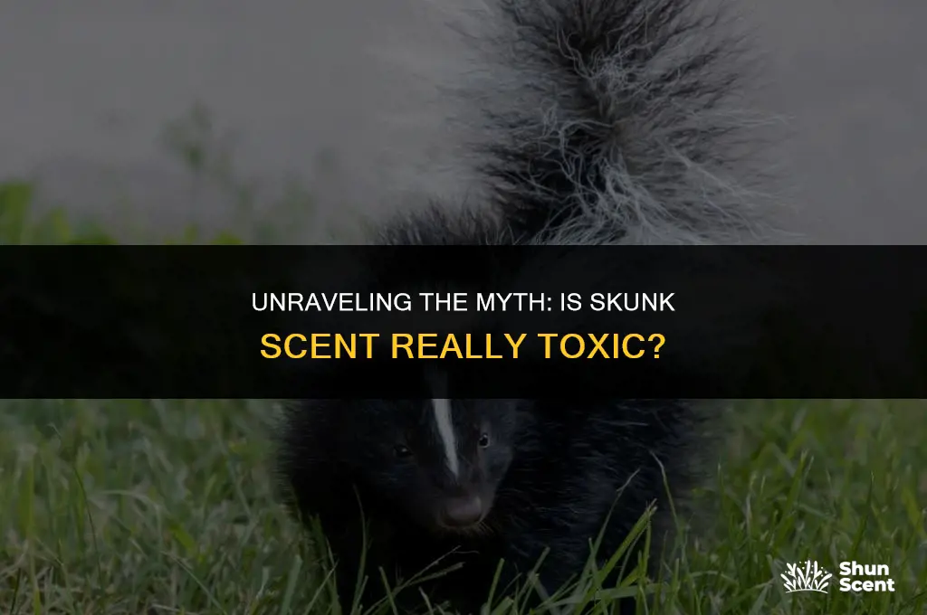 is skunk scent toxic