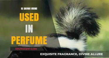 Skunk Urine in Perfume: Myth or Unlikely Ingredient?