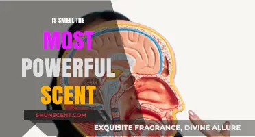 Unlocking the Secrets of Scent: Is Smell the Most Powerful Sense?