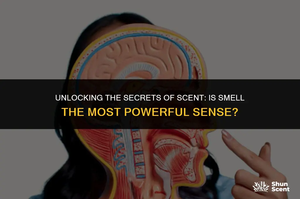 is smell the most powerful scent