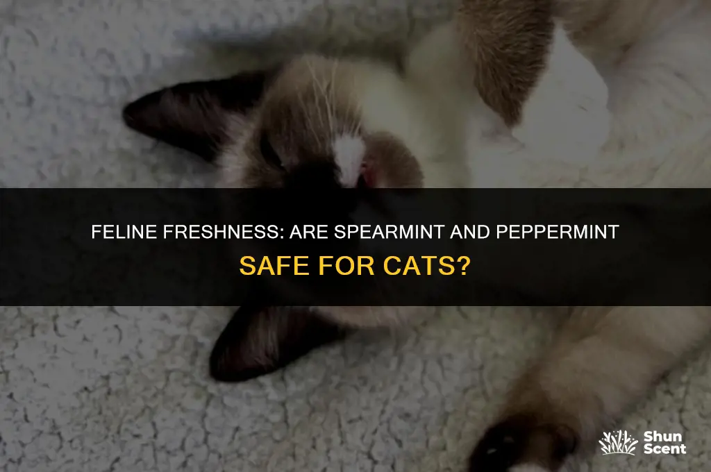 is spearmint and peppermint scent safe for cats