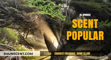 Exploring the Popularity of Spruce Scent: A Fresh Perspective