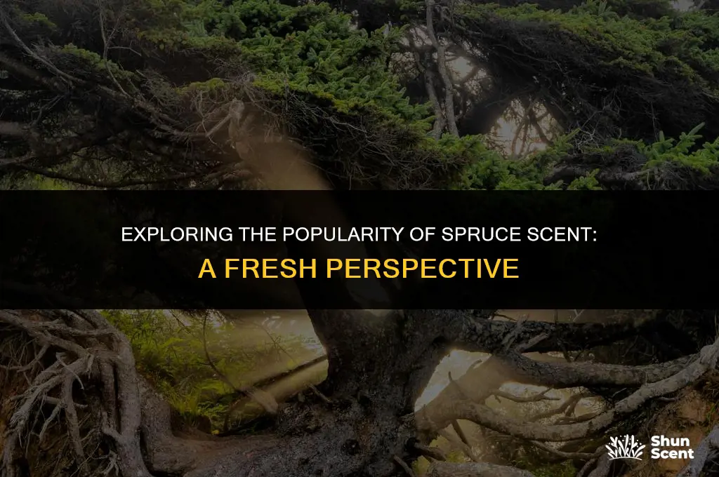 is spruce scent popular