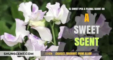 Exploring Sweet Pea: A Fragrant Floral or Sugary Sweet Scent?