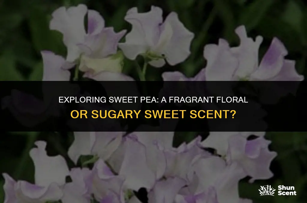 is sweet pea a floral scent or a sweet scent