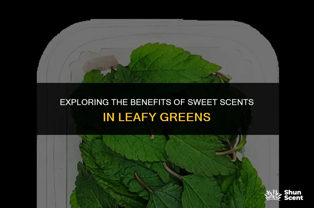 is sweet scent useful in leaf green