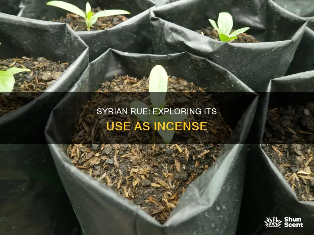is syrian rue an incense