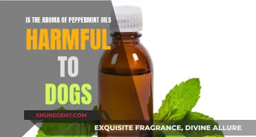 Peppermint Oil Aroma: Is It Safe for Dogs?