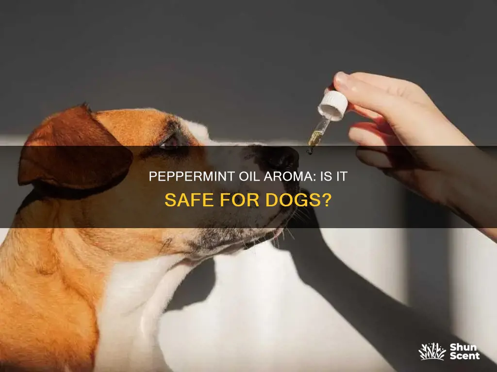 is the aroma of peppermint oils harmful to dogs