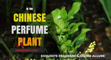 Exploring the Chinese Perfume Plant: Facts, Uses, and Cultural Significance